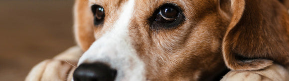 Ozone water for dogs with MRSP - what a 2025 study actually found. (and what it means for your furbaby)