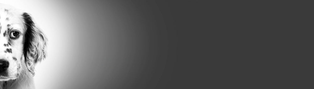 Ozone water for dogs with MRSP - what a 2025 study actually found. (and what it means for your furbaby)