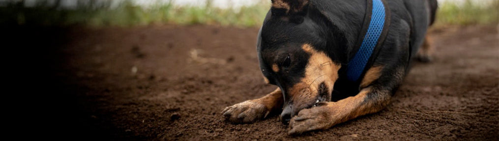 Why Do Dogs Lick or Bite Their Paws — and How Ozono Can Help