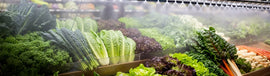 Grocery store misting fruits and veges